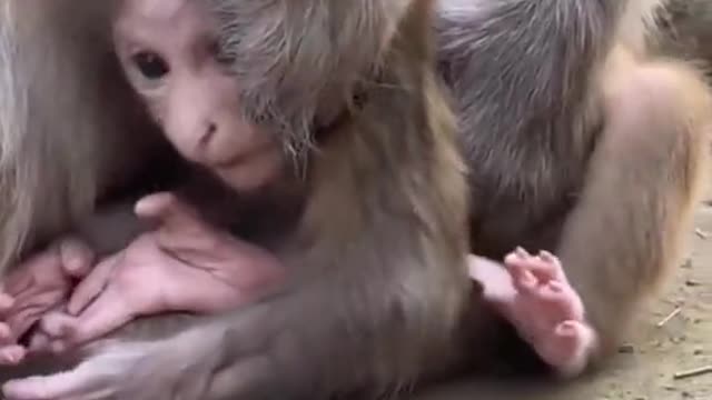 monkey