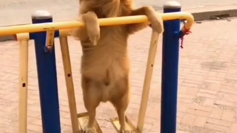 Funny dog moments, 😂 subscrib for new videos