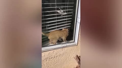 From Zero to Viral | Trending Funny Dogs and Cats - Internet's Most-Loved Pet Laughs 😹🐶🤣