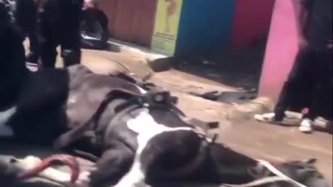Cute and adorable animal behavior makes anyone happy to see it