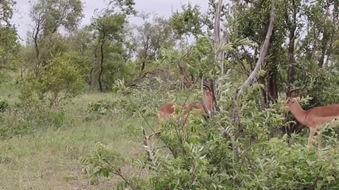 Impala rumbs fighting 😨