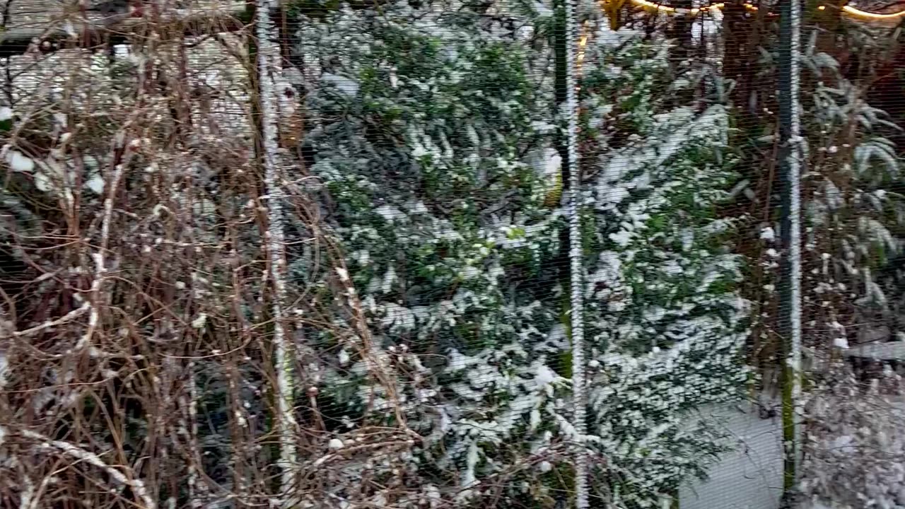 Outdoor Bird Aviary in Danish Snow