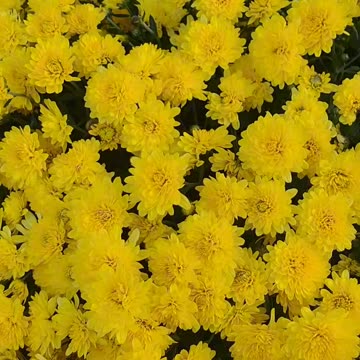 Chrysanthemums Plant 😍‼️