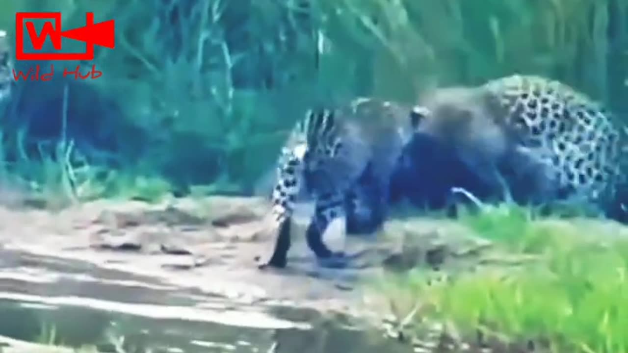 Leopards Annoying Honey Badger | 3 Leopards vs Honey Badger