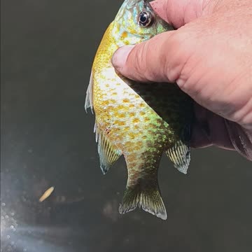 Colorful pumpkinseed