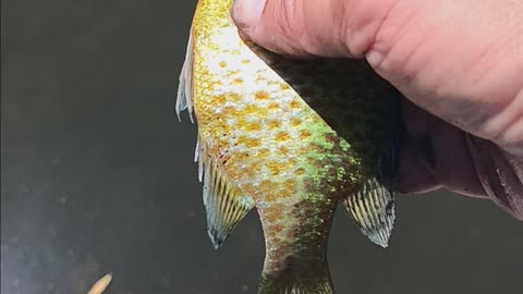 Colorful pumpkinseed