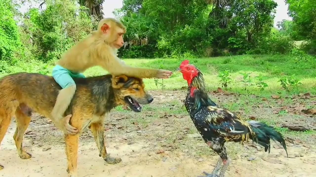 Monkey and Dog's Hen Watch: An Unlikely Duo's Observations