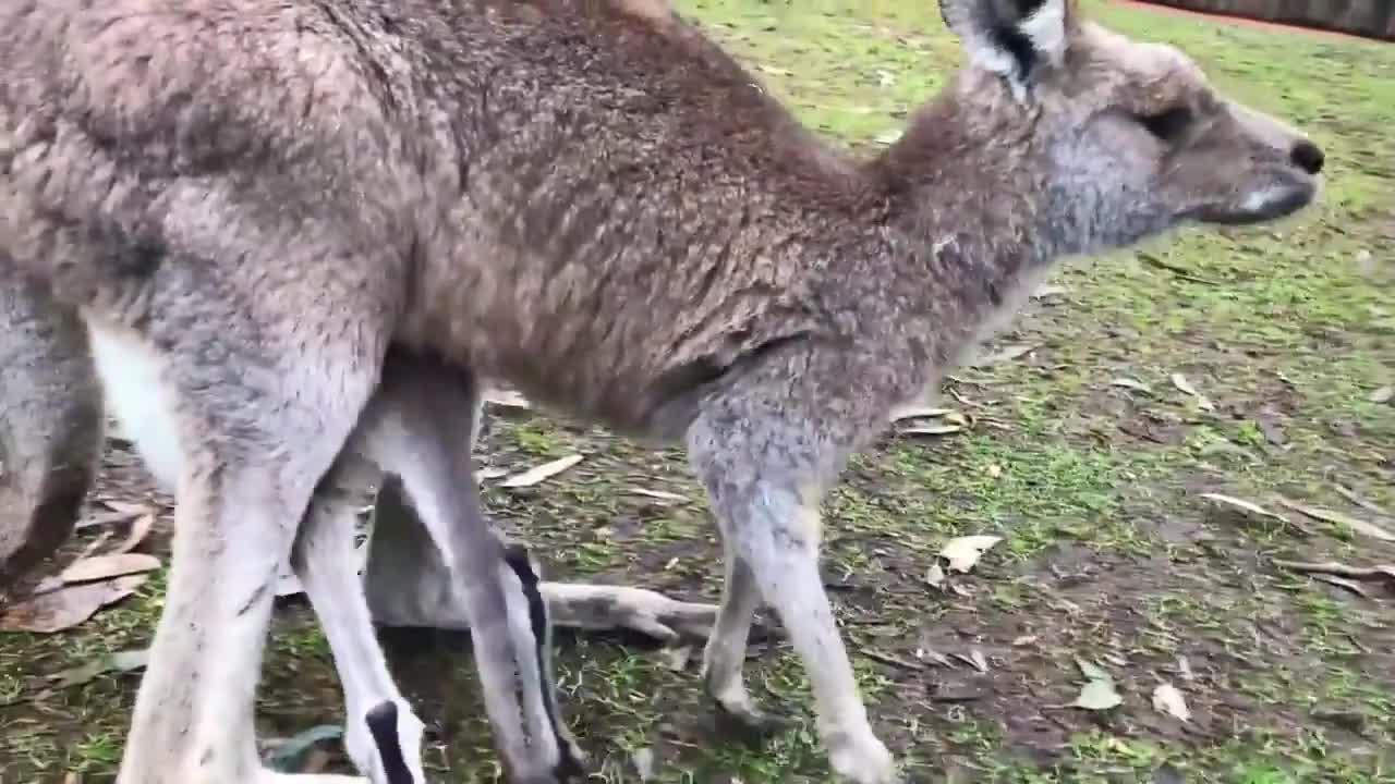 Baby Kangaroo Learns New Skills