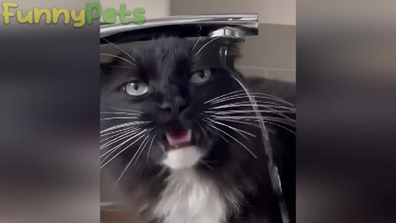 best funniest animal videos 2023 😂 funniest cats and dogs 😹🐶