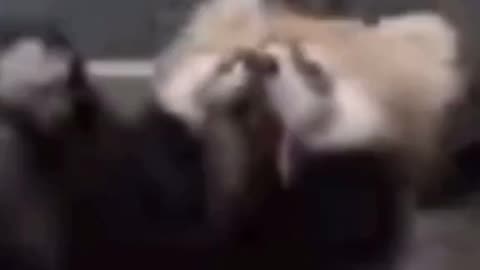 One scary panda