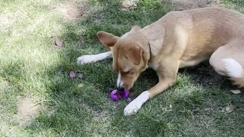 Dog Has Unique Way of Opening Easter Eggs