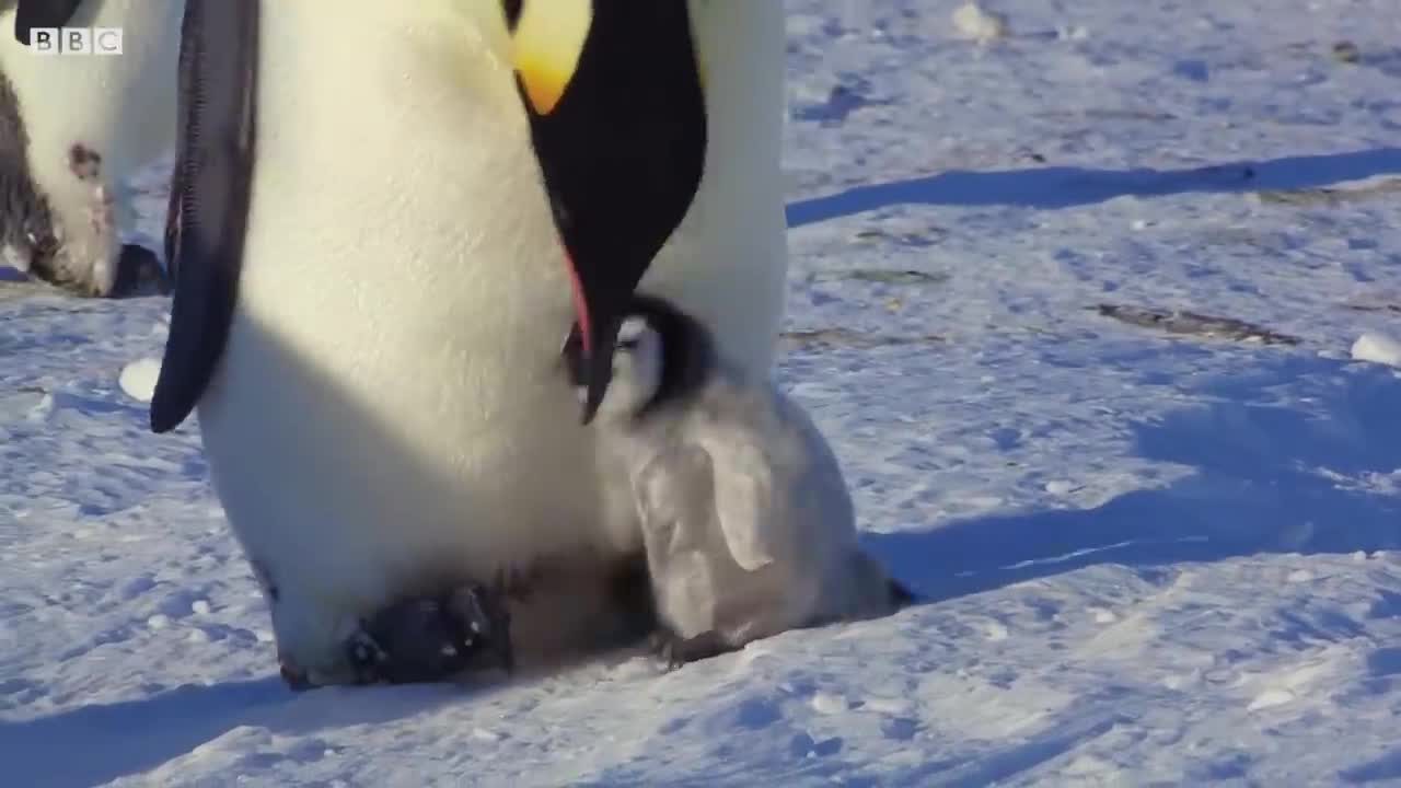 Baby Penguin Tries To Make Friends | Snow Chick: A Penguin's Tale | BBC Earth