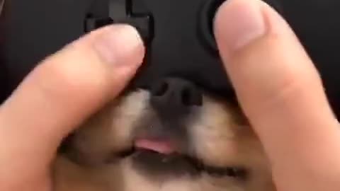 dog being played with