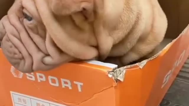 𝐔𝐍𝐁𝐎𝐗𝐈𝐍𝐆 🎁🎉