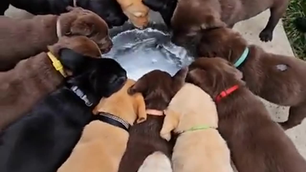 Lab puppies drinking water