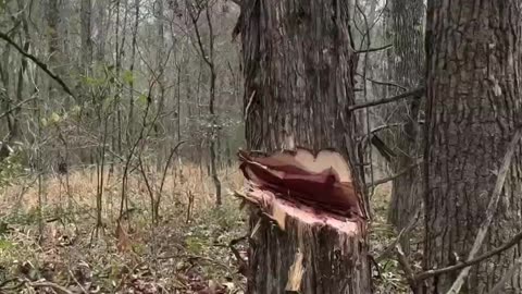 Building a Log Cabin by Hand Part 2 #cabin #logcabin #outdoors #survival #bushcraft #rdr2