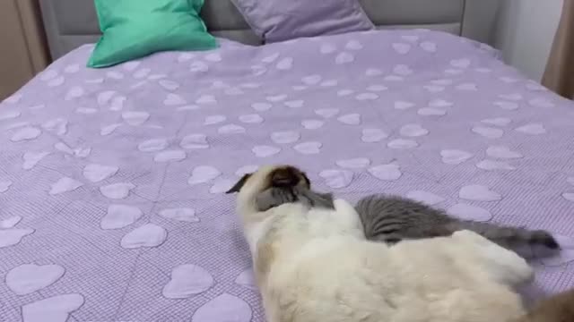 Cute Baby Kitten Meets Funny Cat