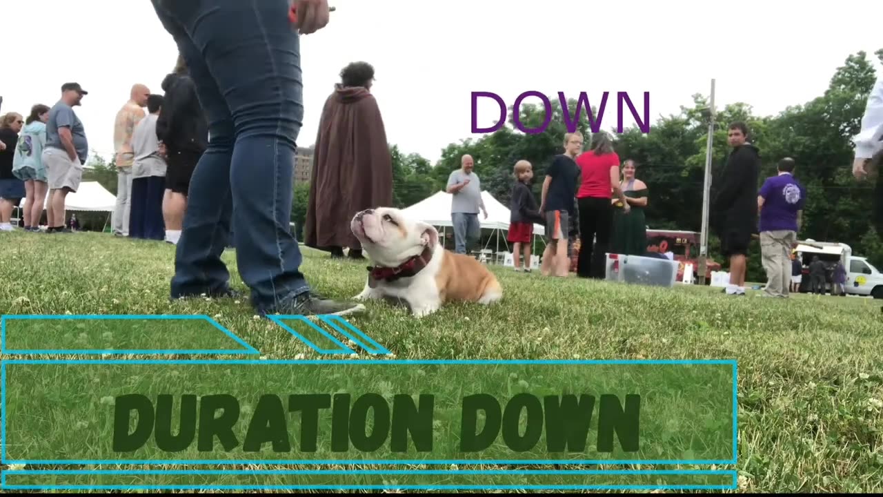 Clarks Summit Dog Trainers lll OLK9 Scranton lll 2 Year Old English Bulldog, Ruxin (Full video)