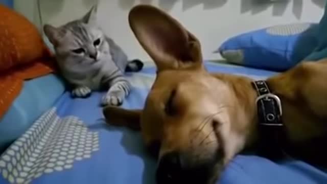 Dog sleep farting makes cat angry for
