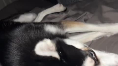 funny dog
