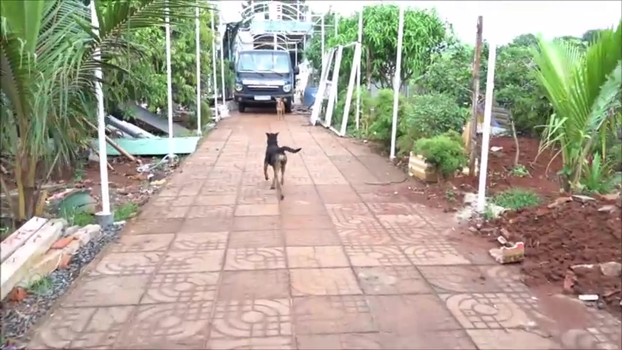 How dogsπΆπ react when seeing stranger ππ