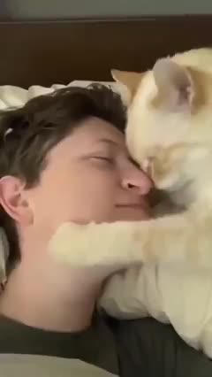Cat make owner show him some love by rubbing noses