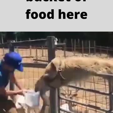 give me a bucket of food here