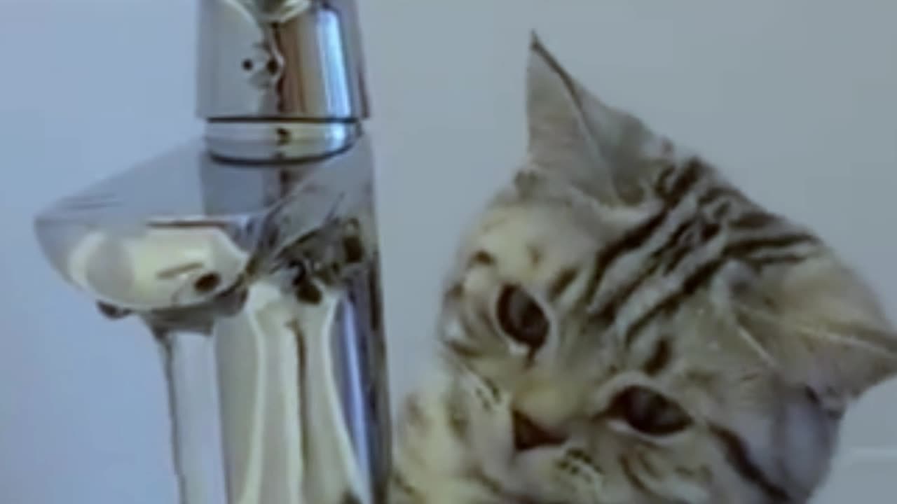 funny cat videos