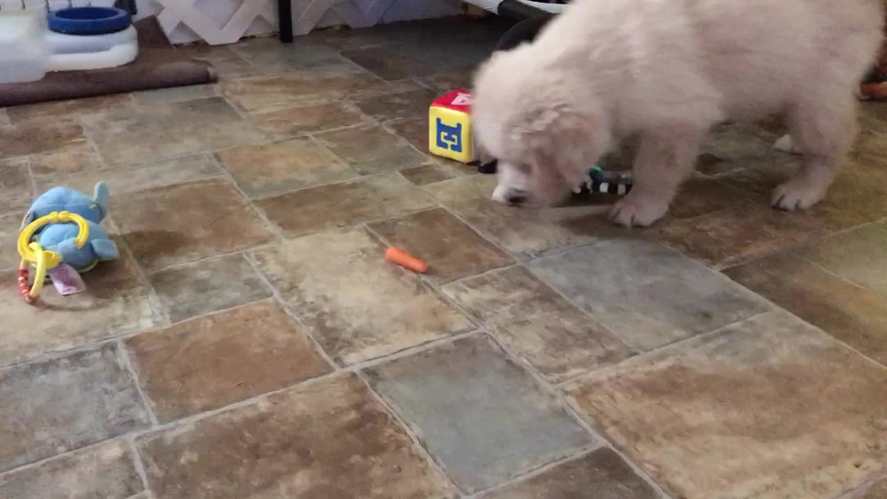 Baby carrot completely confuses Golden Retriever puppy