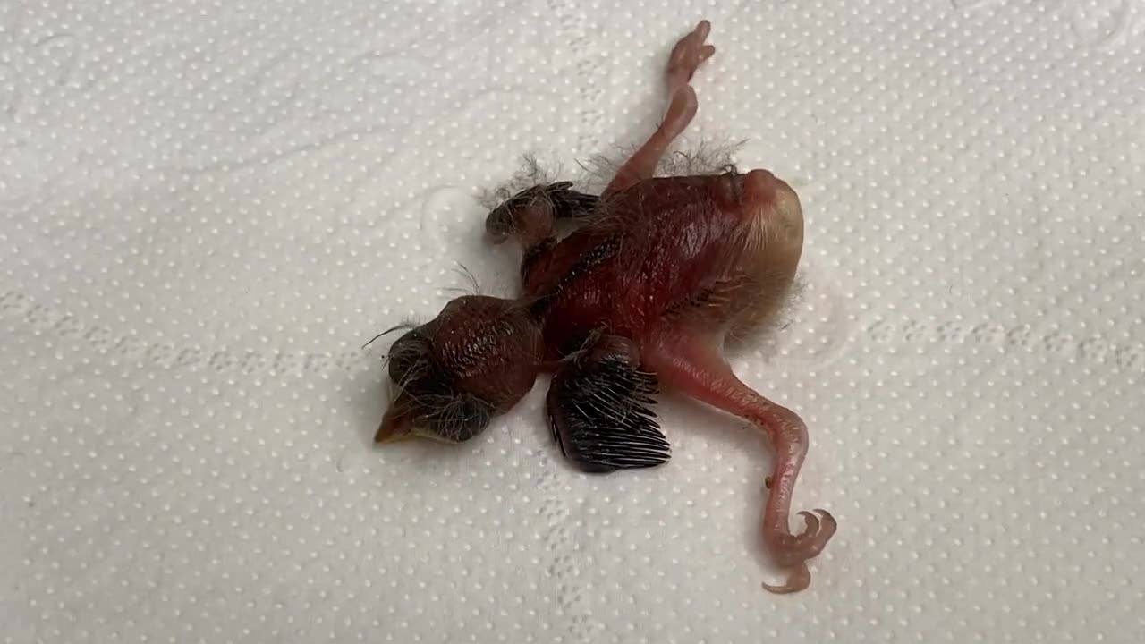 ***The Smallest Bird You've Ever Seen - Mystery eggs from abandoned nest***