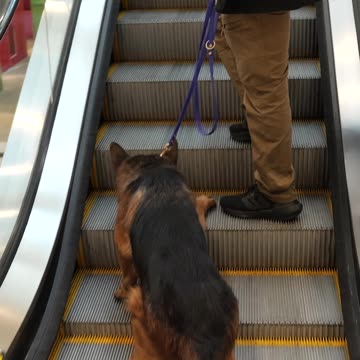 How to Prepare Your Dog for Escalators