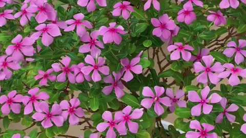 Beautiful flower bonsai🥰🥰