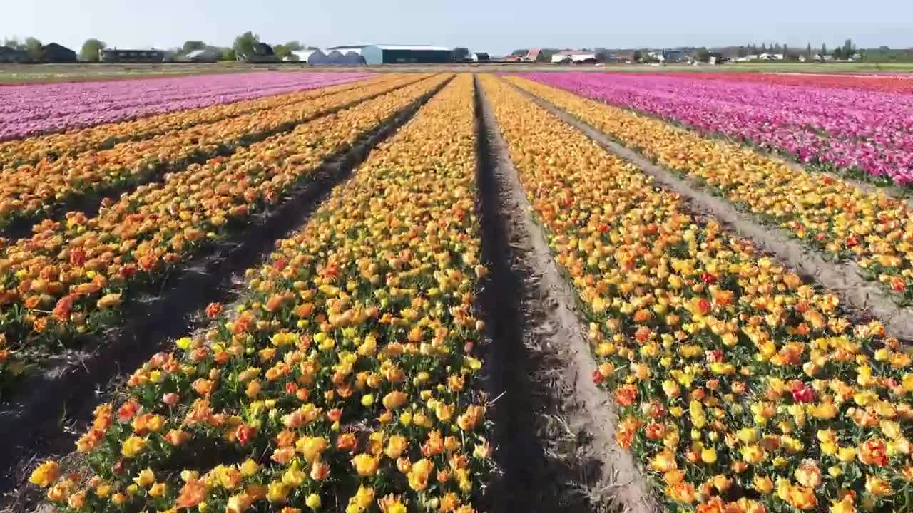 Tulips from Holland - Spring 2020