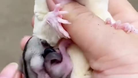 Ever Seen Cute Baby Sugar in Mother's Pouch?