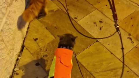 Two Dogs Take Two Cats for a Walk