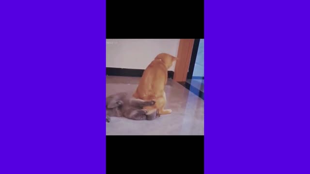 funny cat videos 11