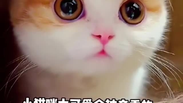 727_Have you ever seen a kitten with such big eyes It’s like conging out of a comic book.
