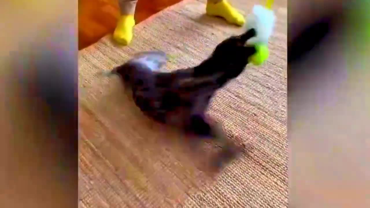 New Funny Animals Video 2023 _ Funniest Cats and Dogs Videos _ New Funny Video Of Cat And Dogs #189