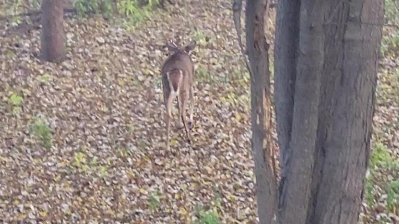 Beautiful 6point Basket