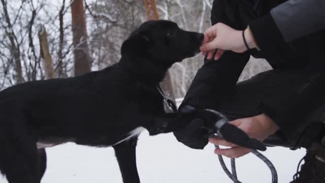 Puppy Wearing Boots In The Snow And Getting Treat