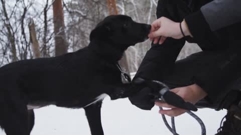 Puppy Wearing Boots In The Snow And Getting Treat