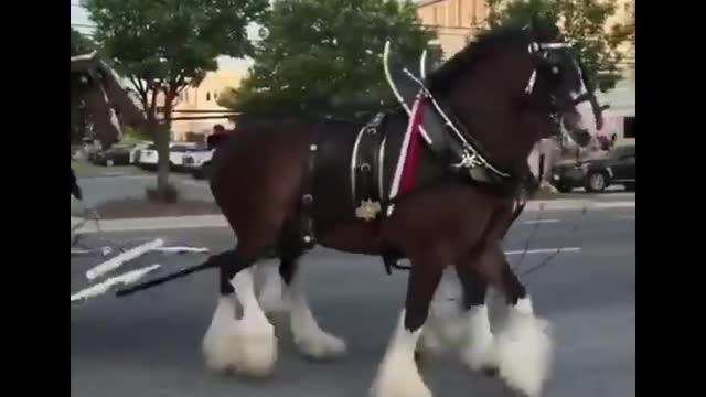 Made your day with these funny and cute Horses | Funny horse videos compilation