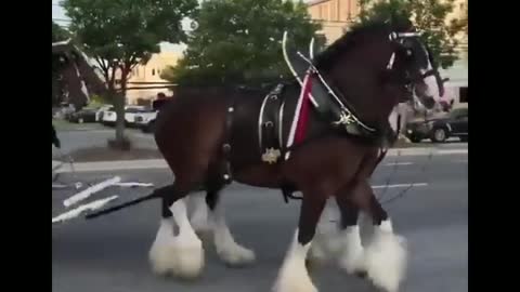 Made your day with these funny and cute Horses | Funny horse videos compilation