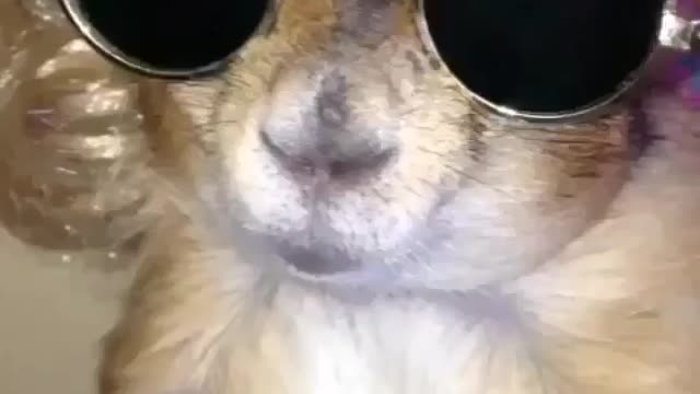 Happy little squirrel