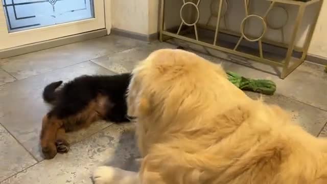 Golden Retriever Attacked by German Shepherd Puppy