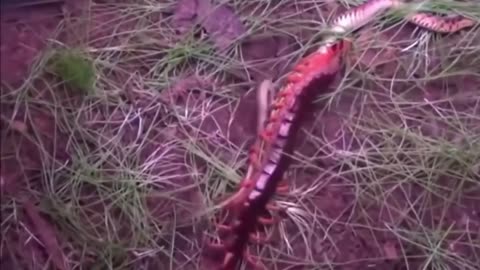 Giant Centipede kills a Snake in just 3 minutes!!!