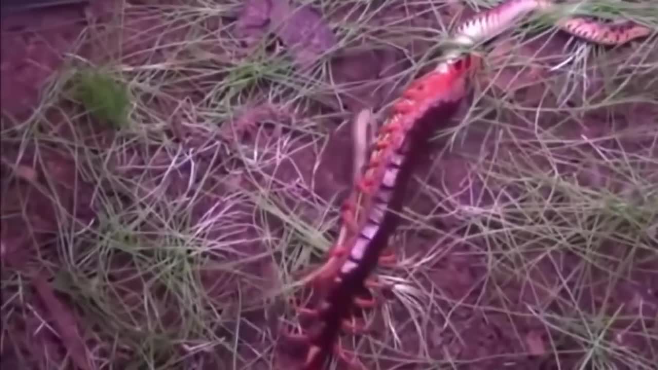 Giant Centipede kills a Snake in just 3 minutes!!!