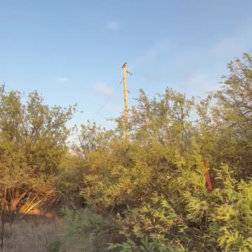 Hawk on Hunting Perch
