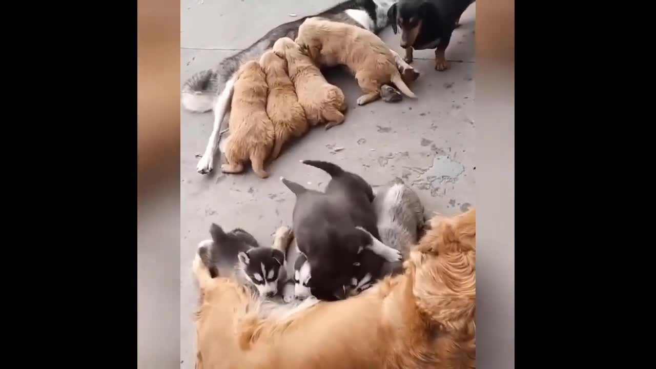 Puppy Eating Bread