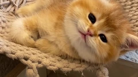 Funny cat